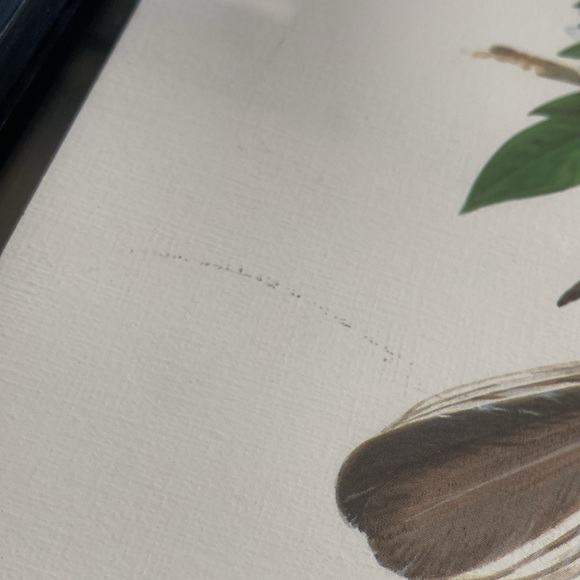 Postal Commemorative Society Florida State Bird Print  & Stamp - Picture 5 of 9